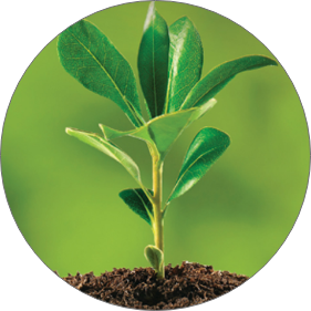 small plant growing from soil